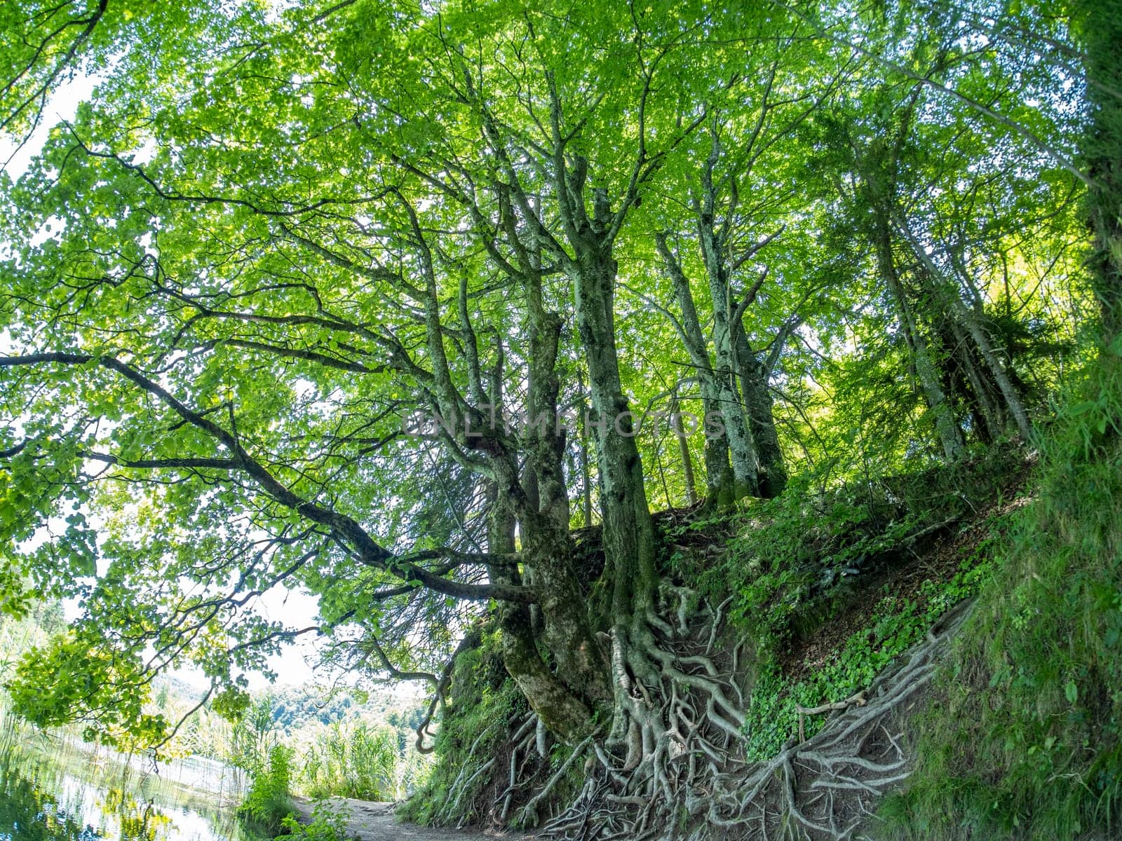 big tree roots and branches on a Summer view of water lakes and beautiful waterfalls in Plitvice Lakes National Park, Croatia