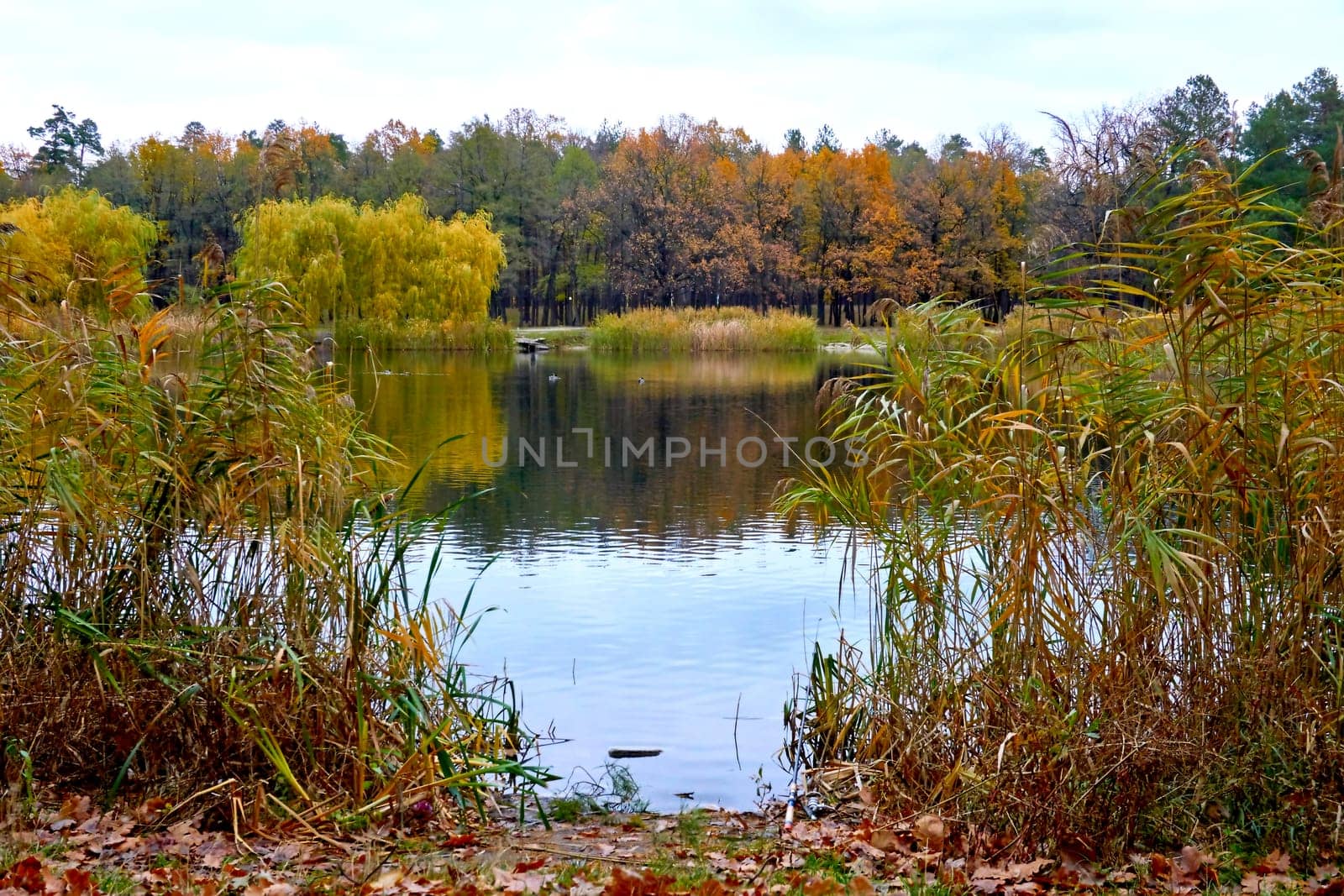Forest blue lake surrounded by trees and reeds in vibrant autumn by jovani68