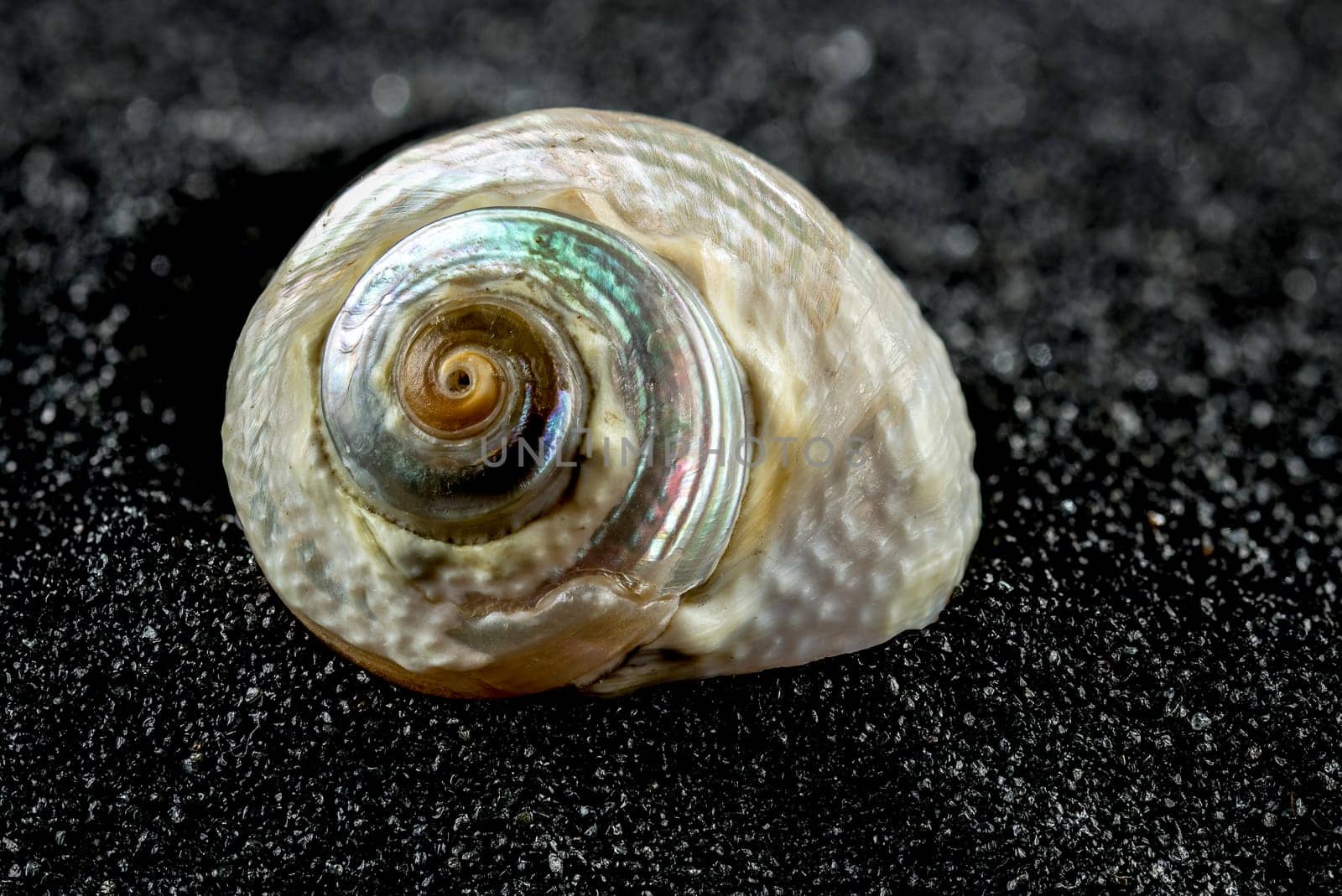 Pearl Turban Sea Snail Shell, Turbo marmoratus, on a black sand background close-up
