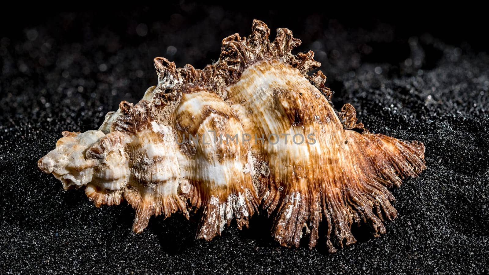 Hexaplex princeps sea snail shell on a black sand background close-up