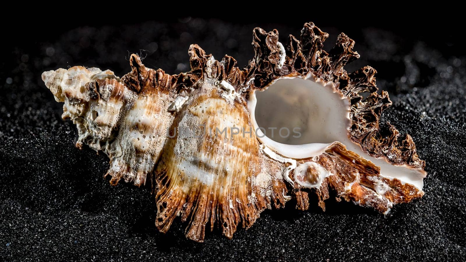 Hexaplex princeps shell on a black sand background by Multipedia
