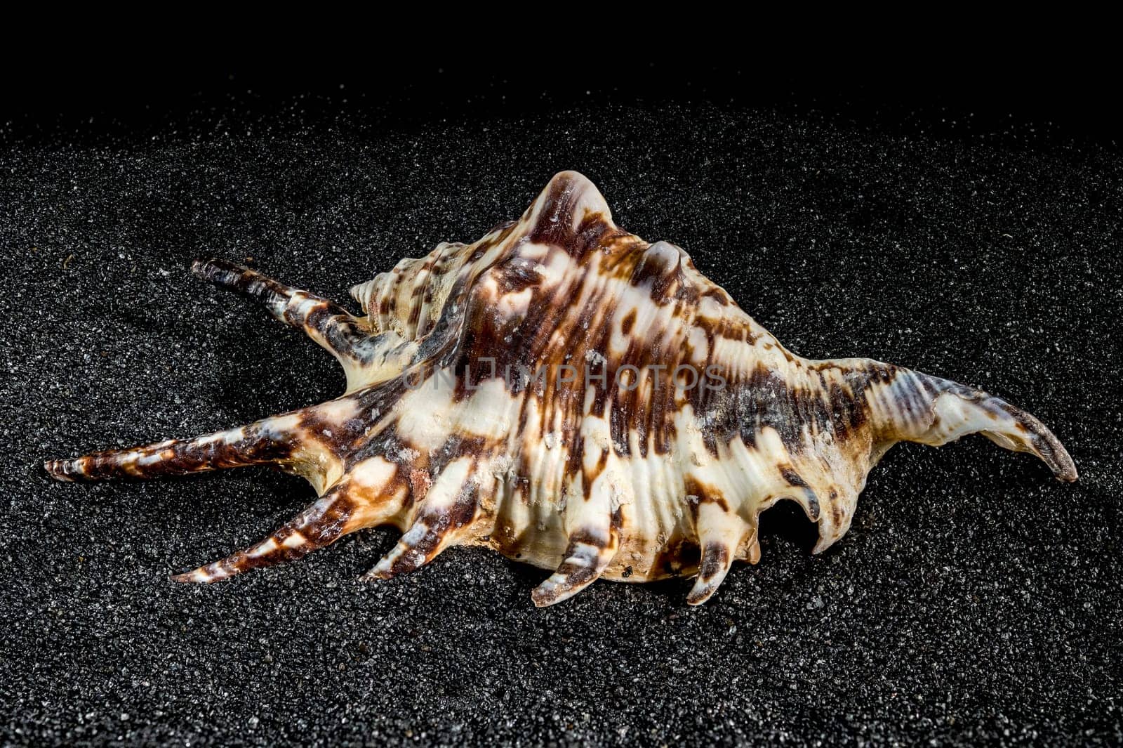 Spider conch seashell, lambis tiger, on a black sand background close-up
