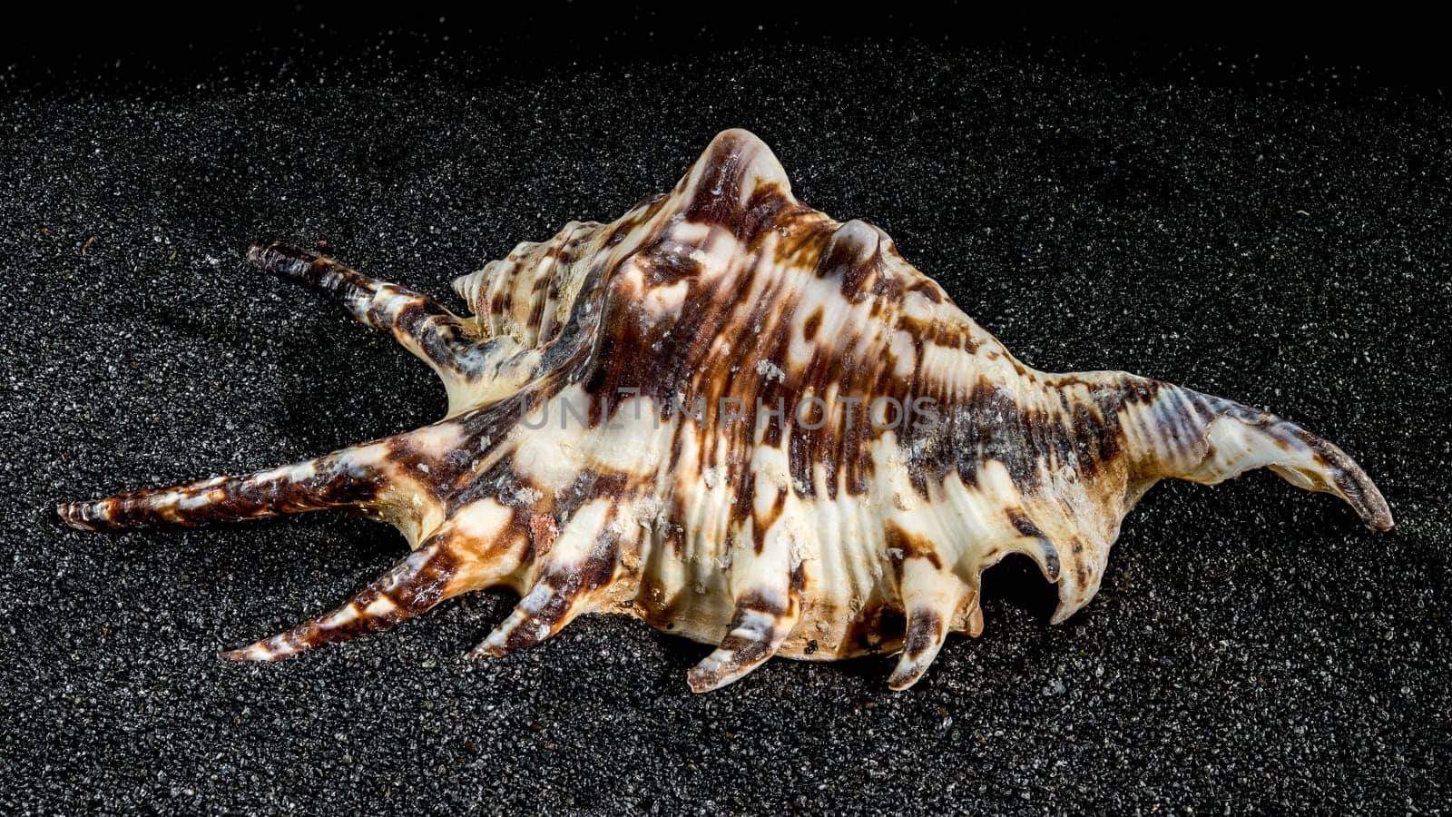 Spider conch shell on a black sand background by Multipedia
