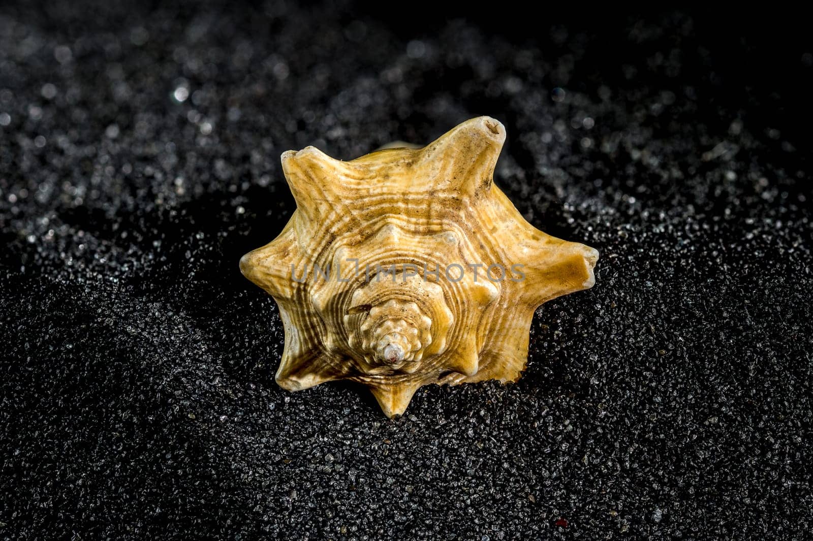 Strombus pugilis shell on a black sand background by Multipedia