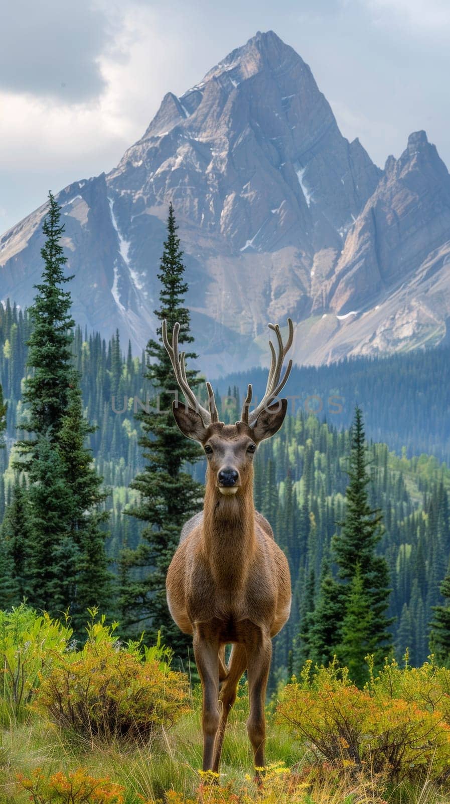 A deer standing in a field with mountains behind it