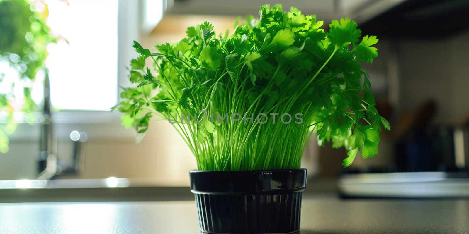 Fresh Green Parsley Growing In A Pot On A Kitchen Table