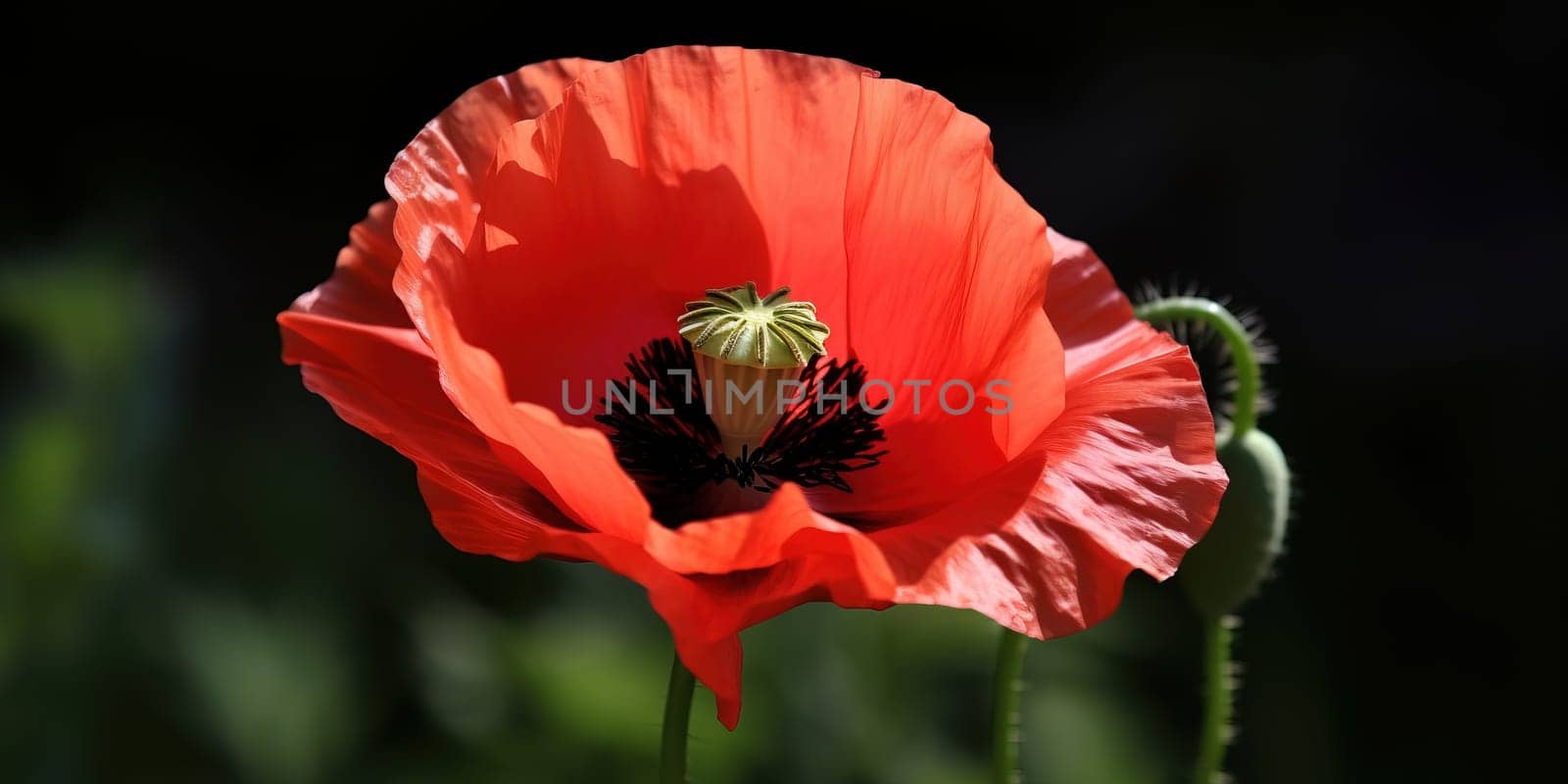 Close Up View Of Growing Puppy Flower by tan4ikk1