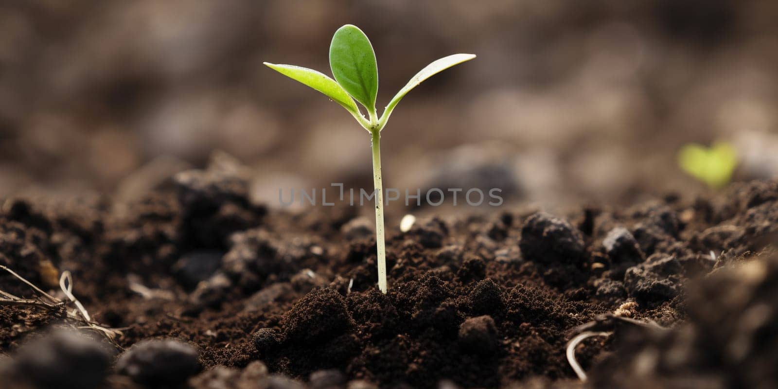 Tiny Green Sprout Emerging From The Ground