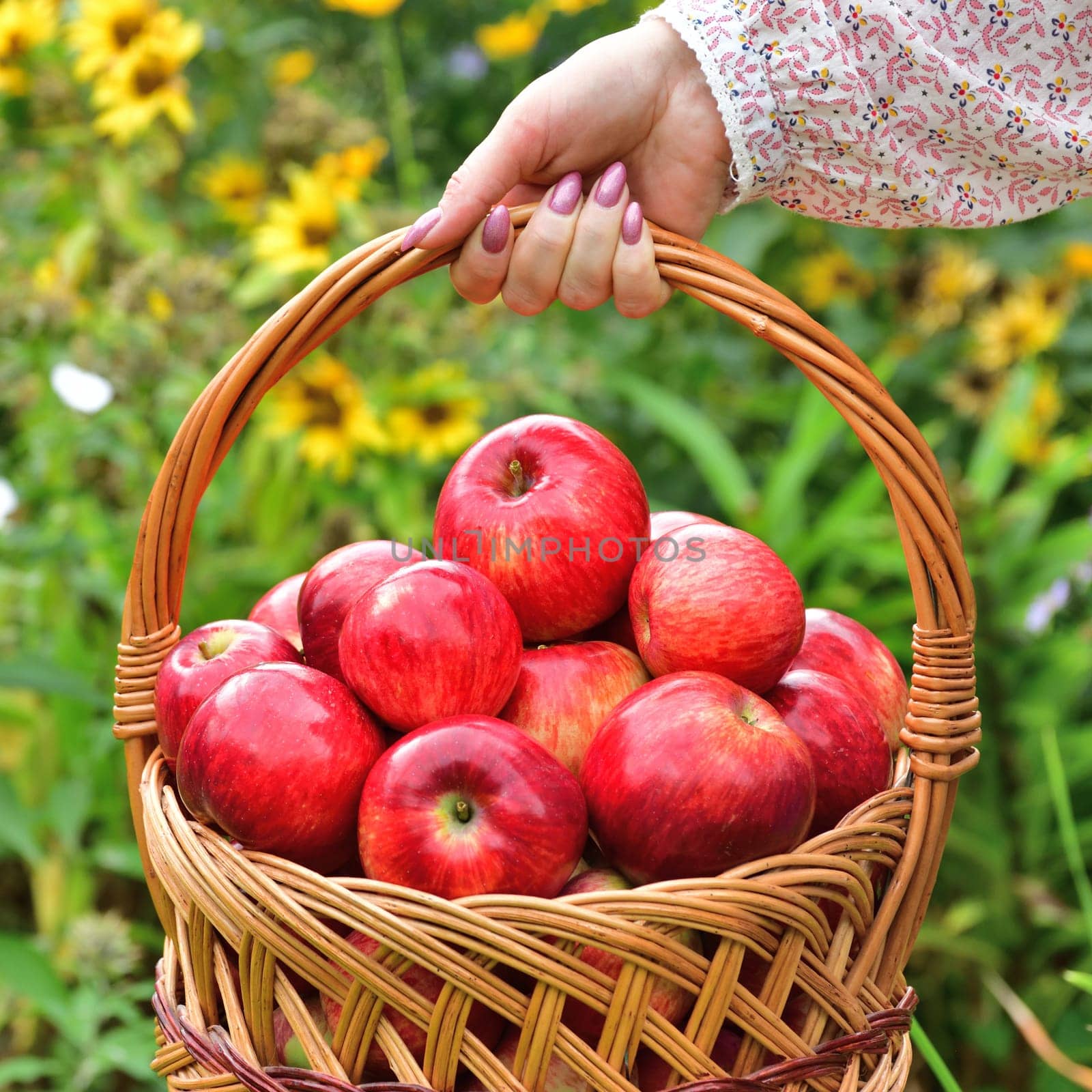 Woman holding wicker basket with red apples