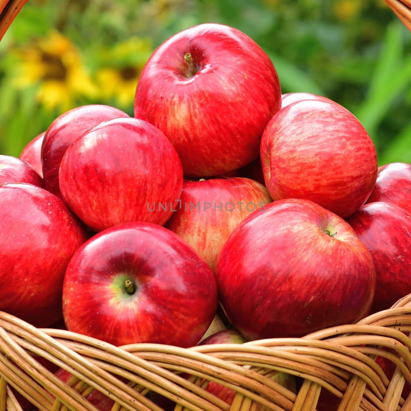 Red ripe apples in a wicker basket on a background of flowers