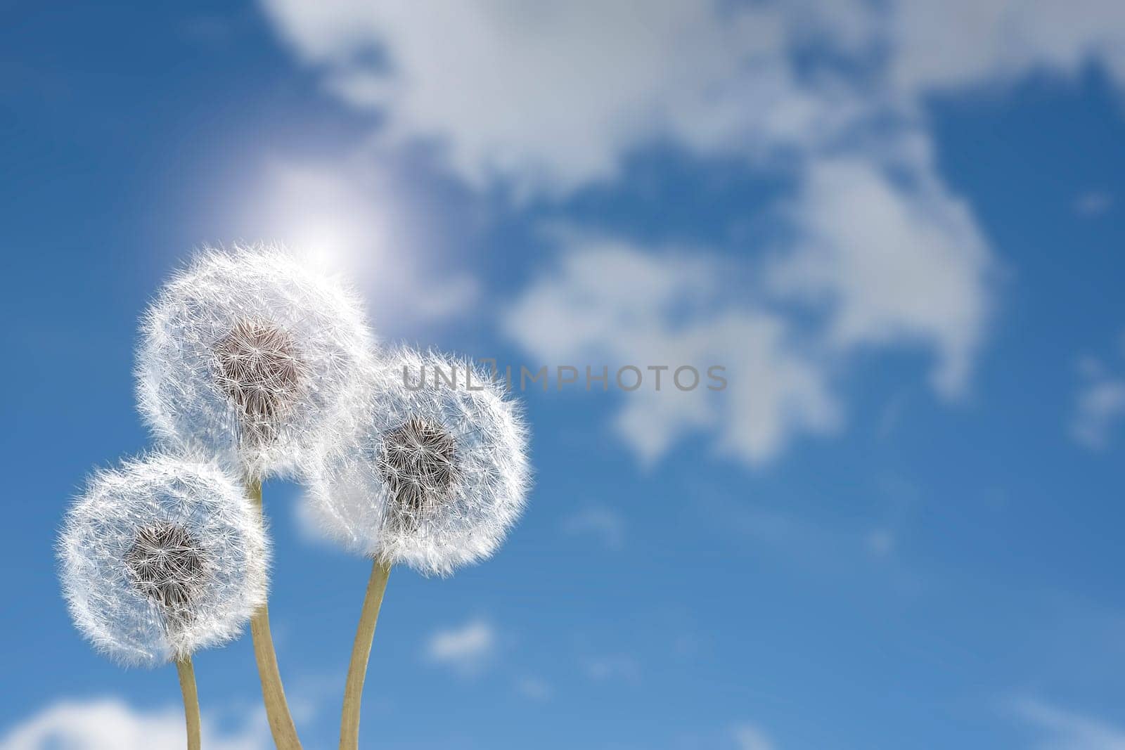 Beautiful puffy dandelions and flying seeds against blue sky on sunny day.