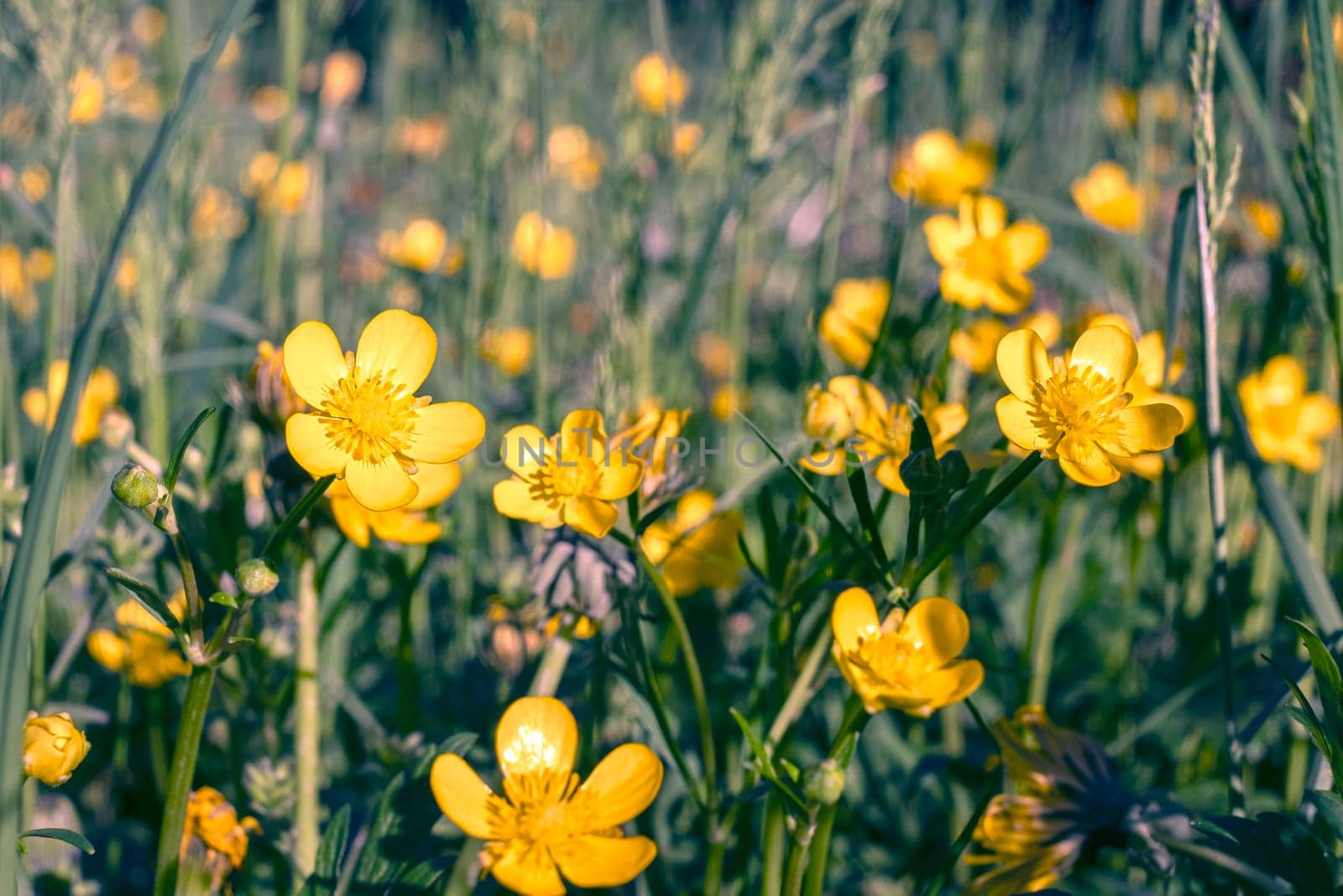 Field of yellow flowers and green grass defocus, in the foreground is a yellow flower. by Annavish