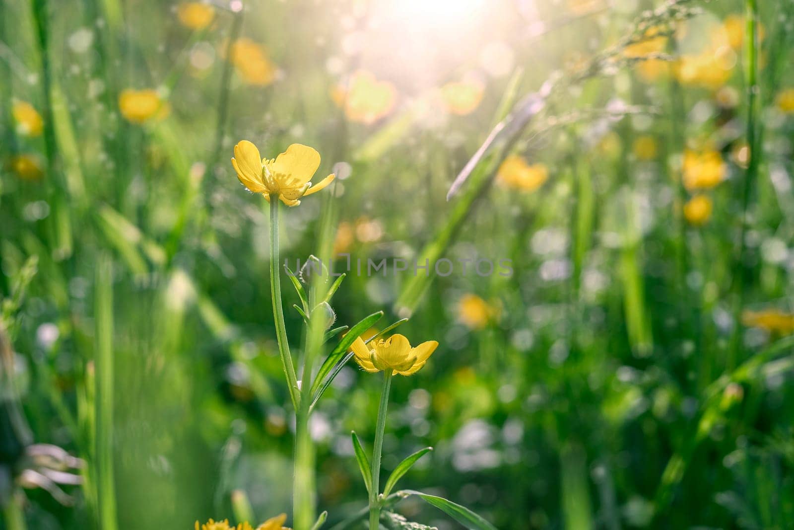 Field of yellow flowers and green grass defocus, in the foreground is a yellow flower. Spring summer background, sunny, green bright, soft background, texture.