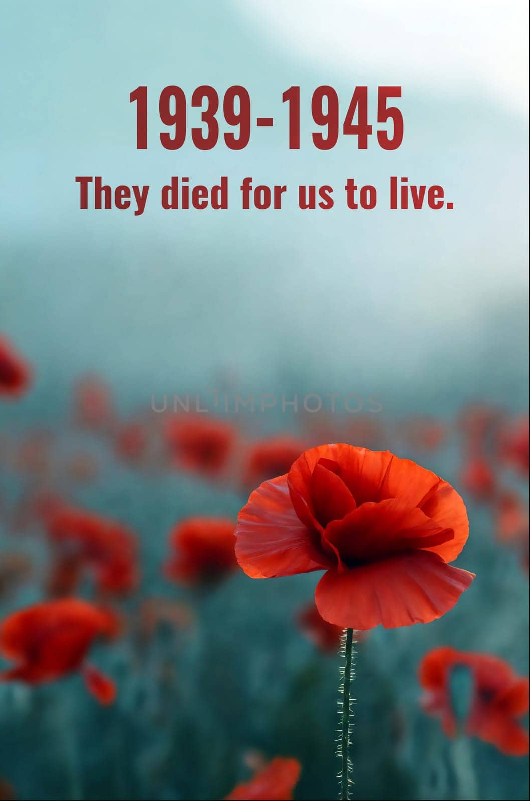 A Red poppy flower in field with quote for