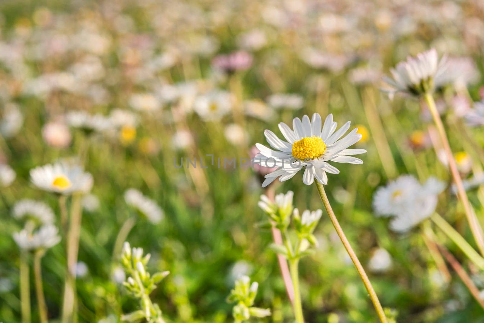 Chamomile flower among green grass on a sunny summer day. by Annavish