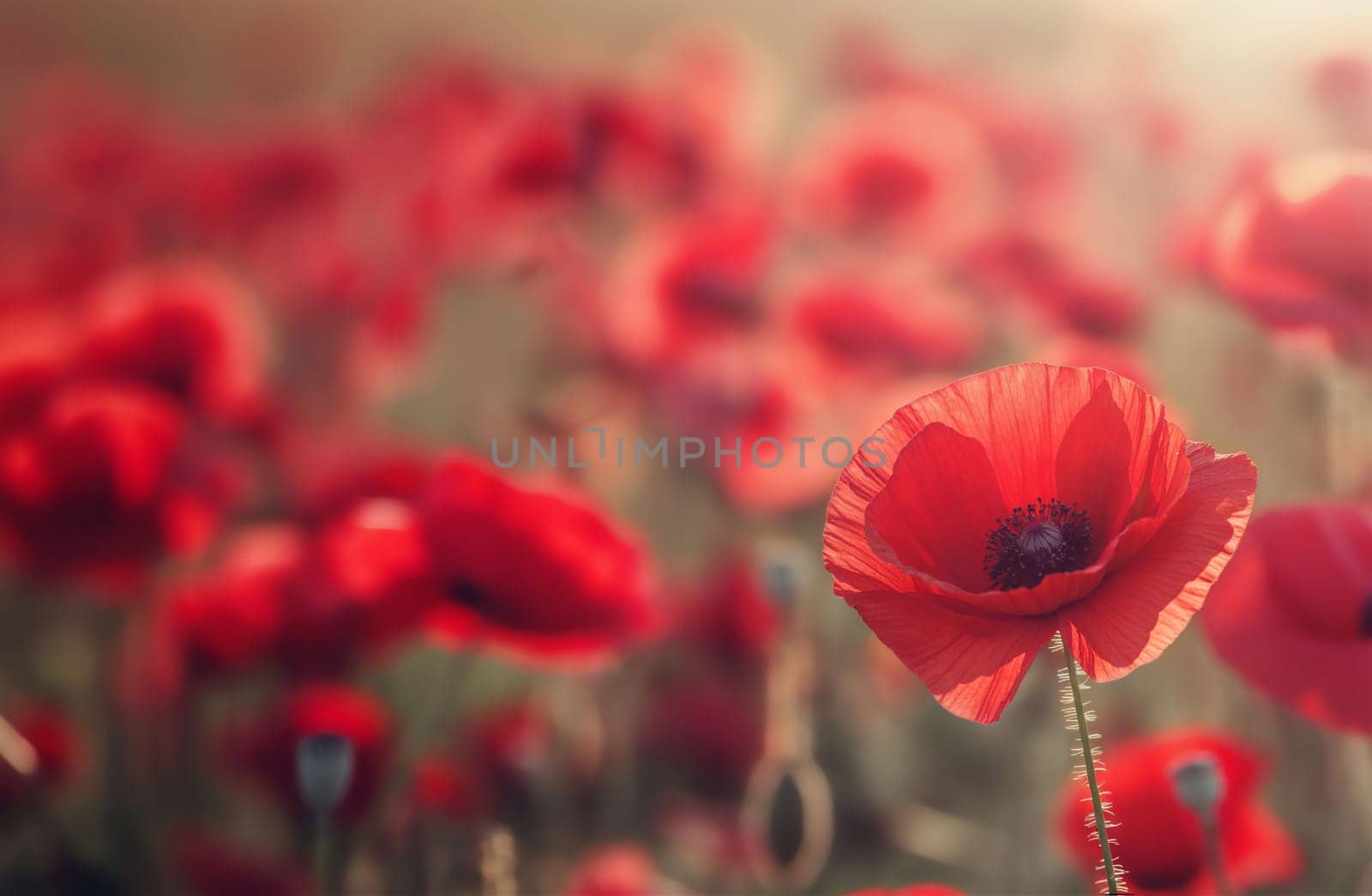 Red poppies blanket a sunny field. Remembrance Day. Copy space for text.