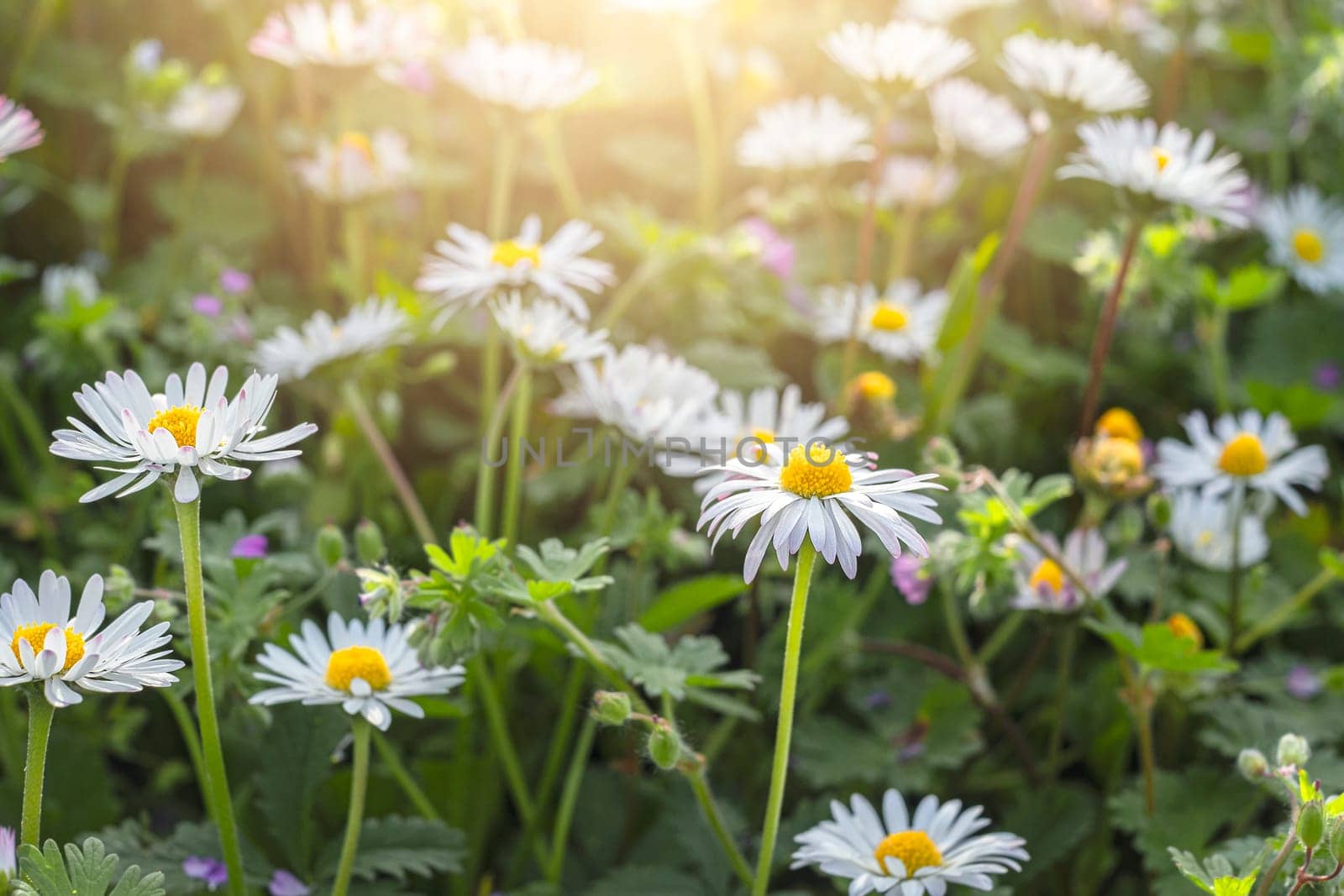 Chamomile flower among green grass on a sunny summer day. by Annavish