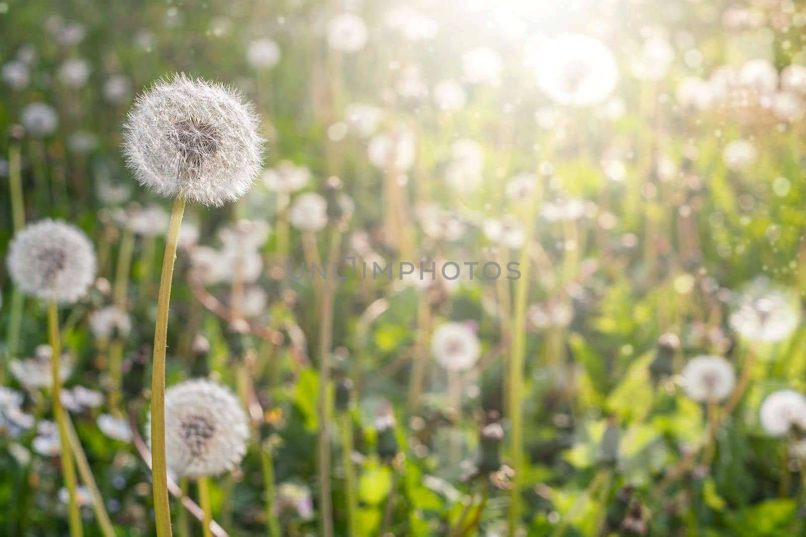 Dandelions in field. Plant in spring. Details of summer nature. by Annavish