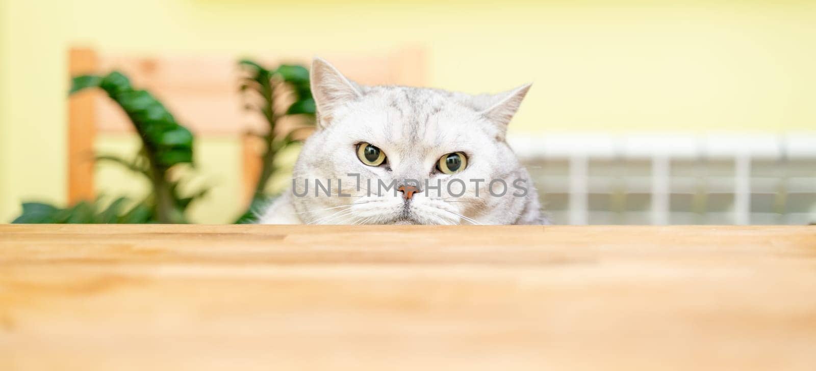 A funny big gray cat with beautiful big green eyes looks out from behind the table. Cute fluffy cat. Free space for text