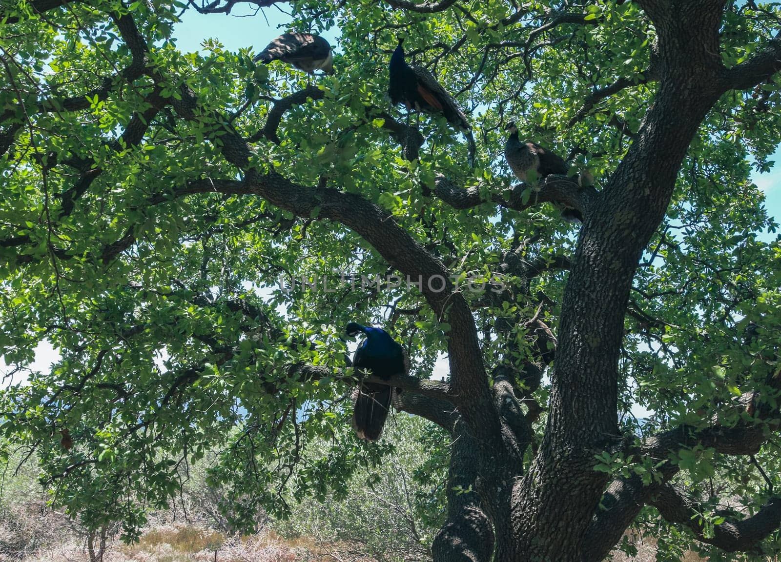 Sitting peacocks in the trees on Filerimos mountains. by Nataliya