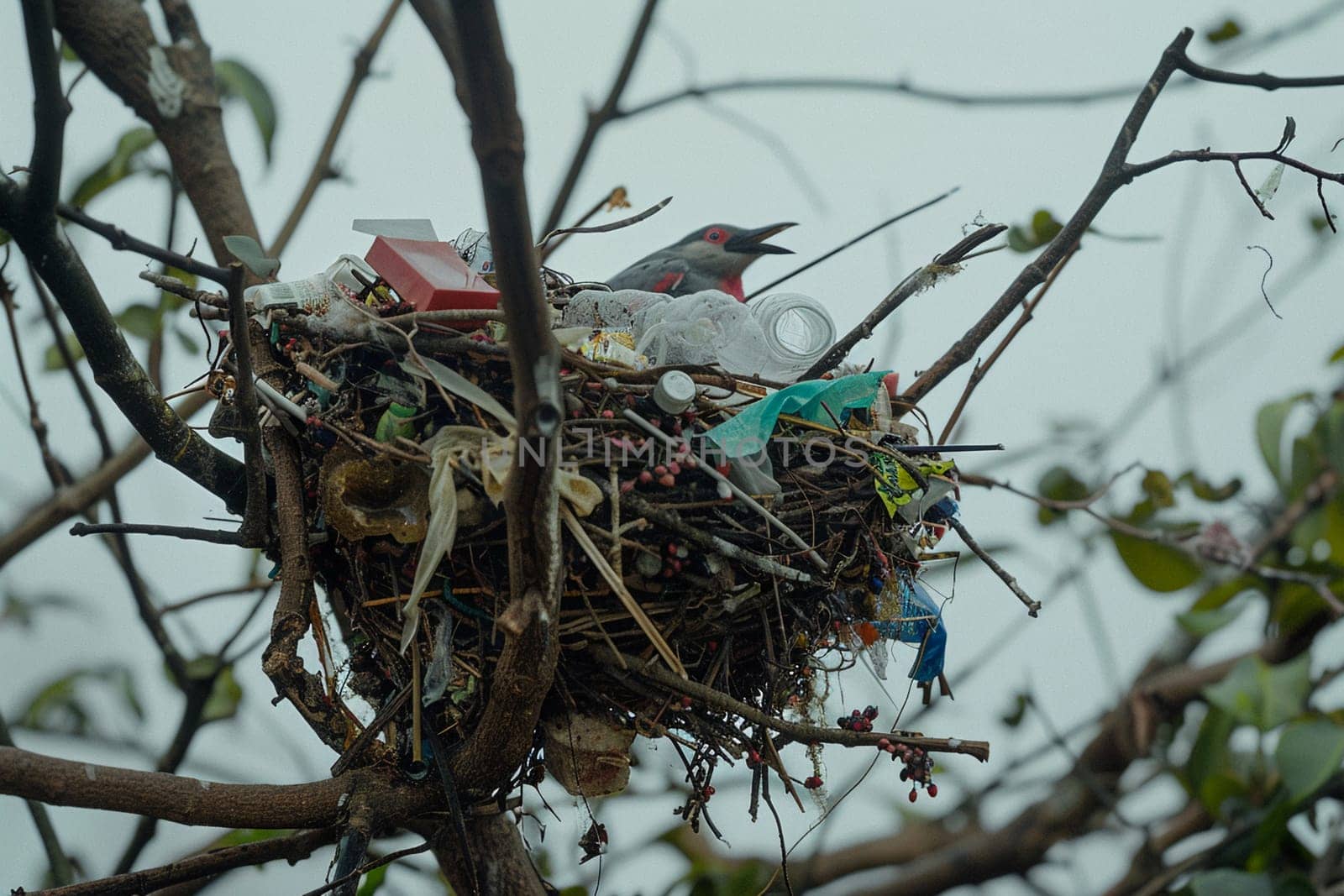 Detailed image of a bird's nest created using plastic debris, highlighting environmental pollution issues and wildlife adaptation