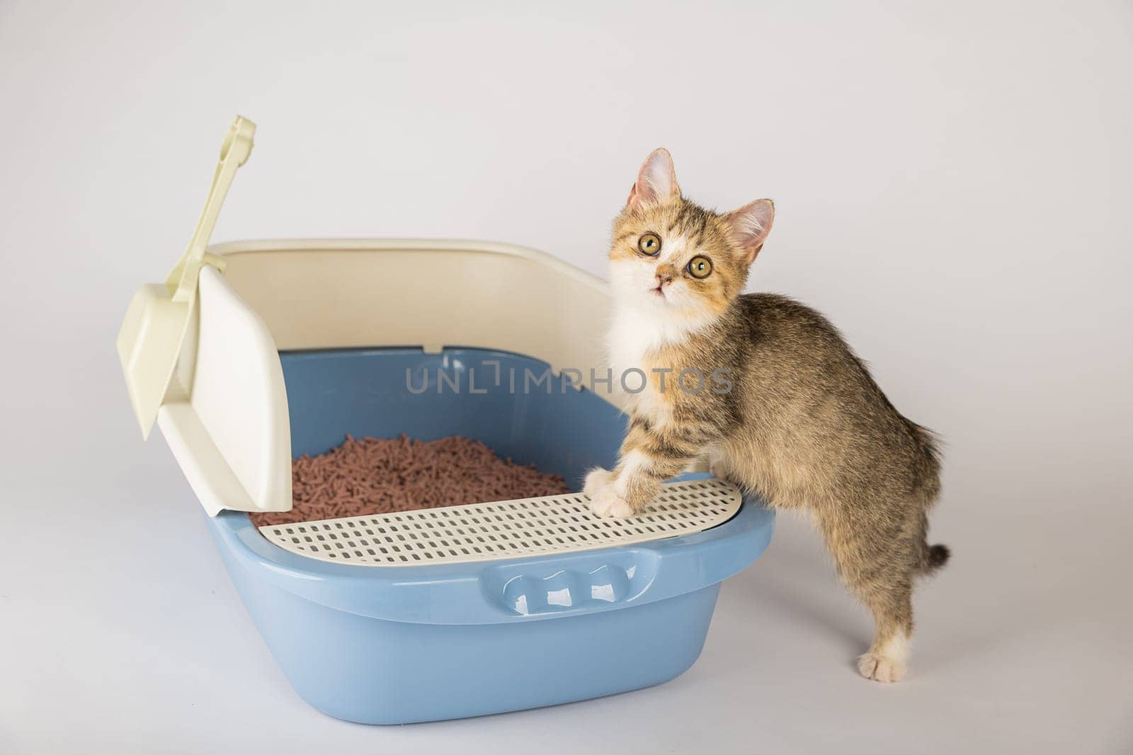 Isolated image showcases a cat in a litter box underscoring the significance of animal care and hygiene. The designated cat tray serves as the feline's toilet in this clean controlled environment. by Sorapop