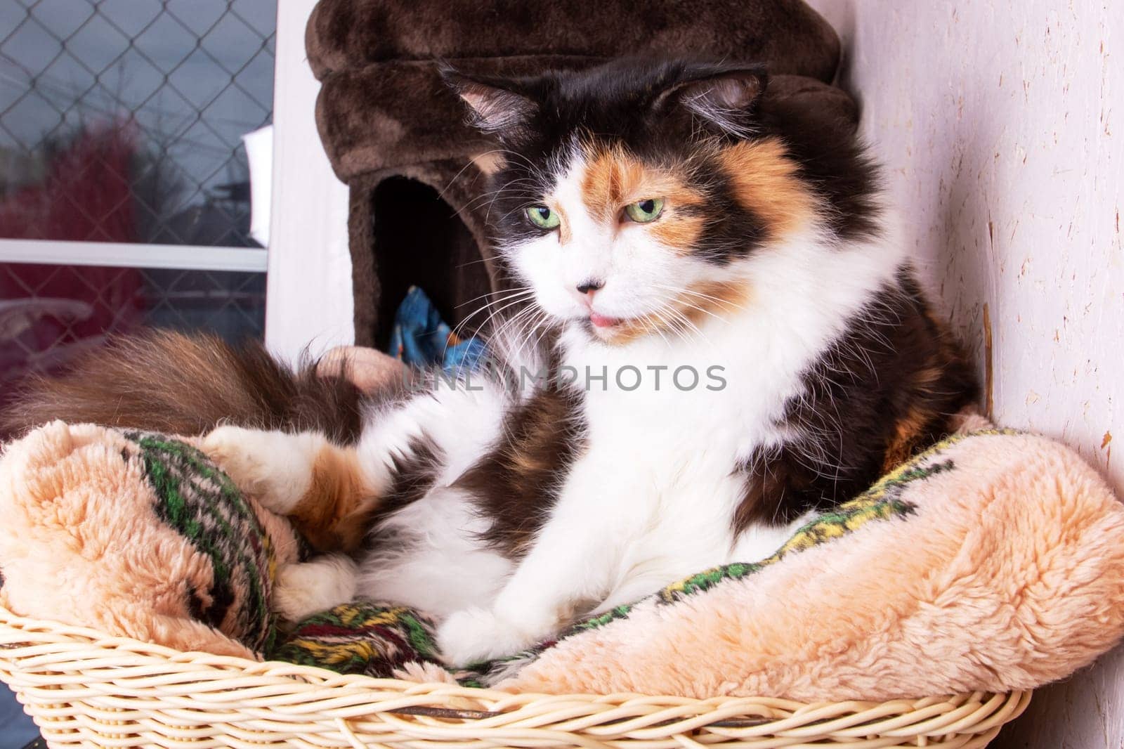 Funny tricolor cat at home, close up portrait