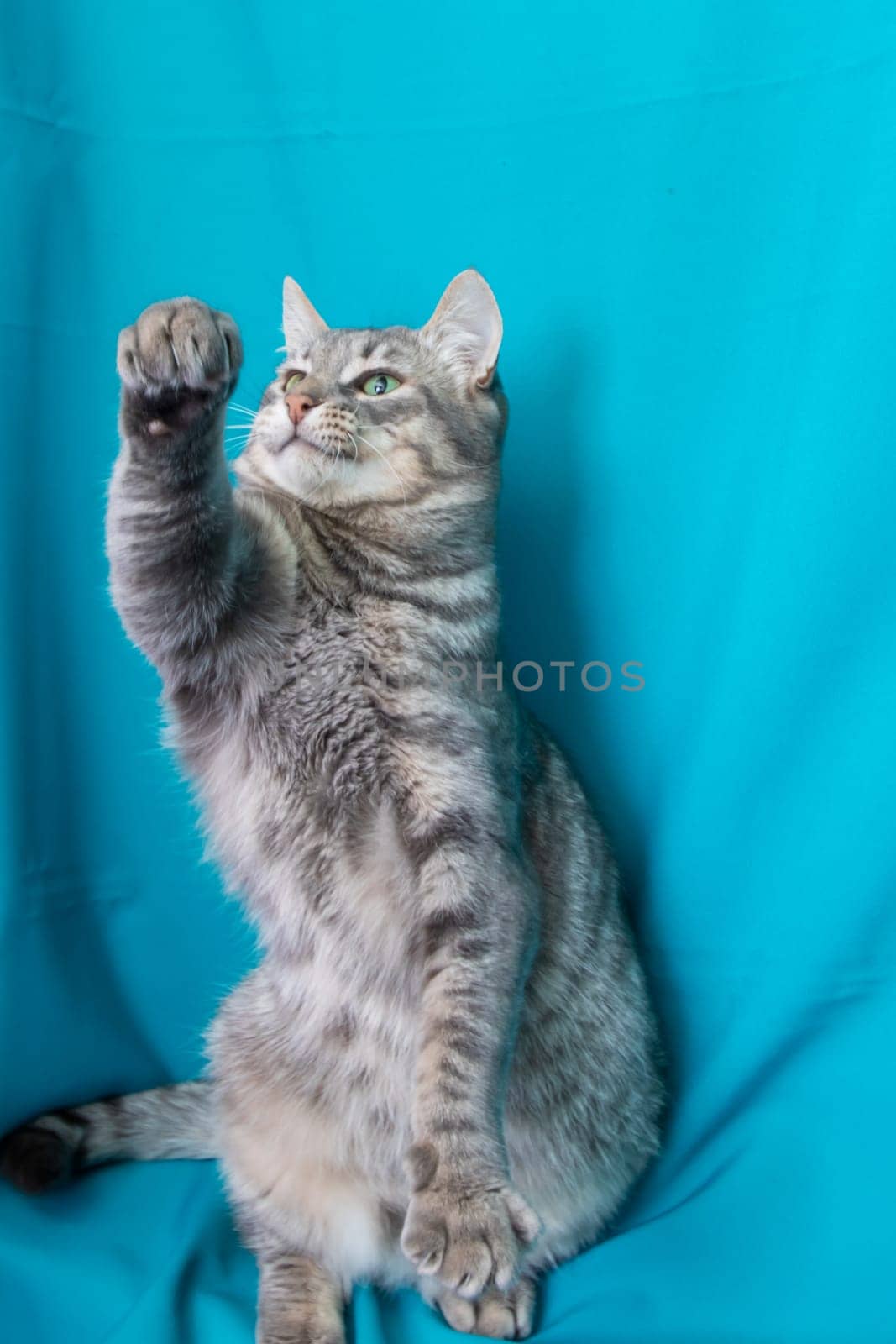 Gray cat with yellow eyes portrait on blue background close up