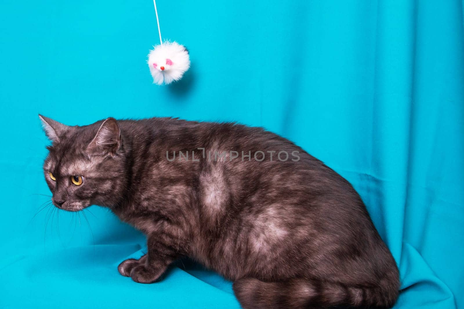 Gray cat with yellow eyes portrait on blue background close up