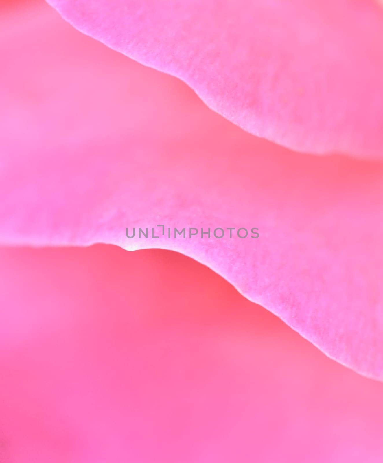 Pale pink rose flower. Macro flowers background for holiday design. Soft focus by Olayola
