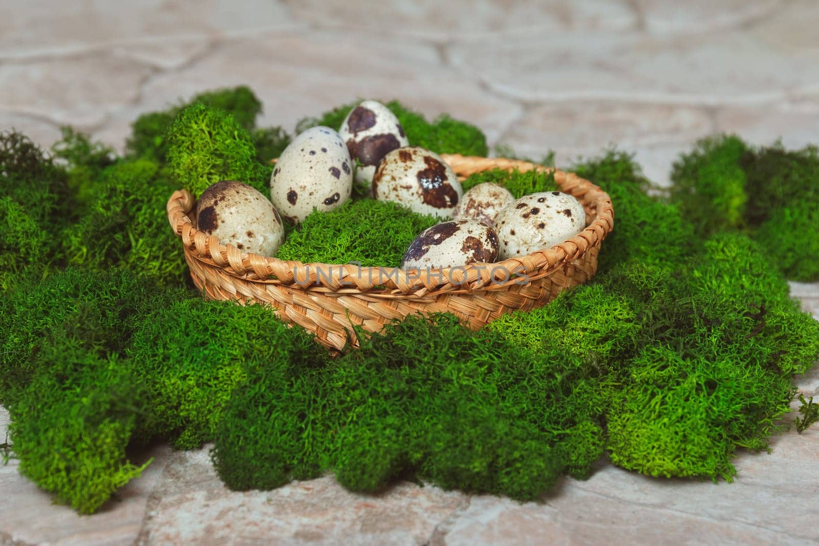 Quail eggs lie among green moss in a wicker basket on a stone background
