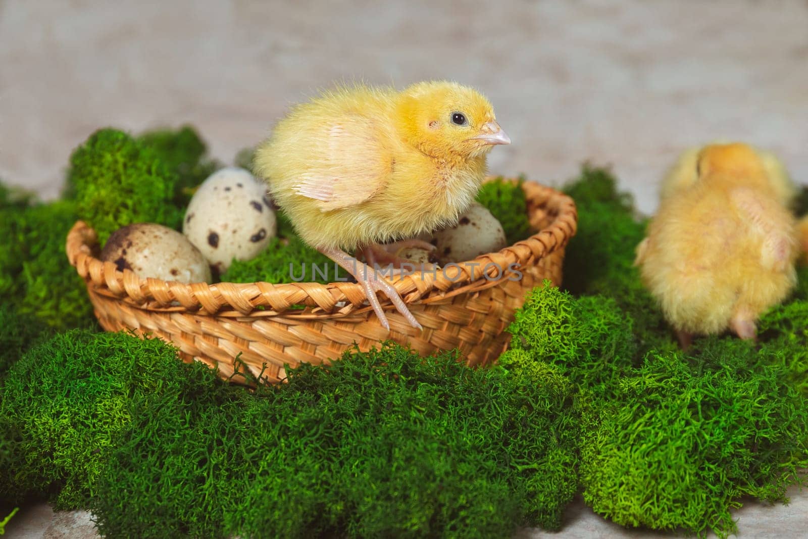 A yellow quail chicken sits on a basket with quail eggs and green moss on a stone background