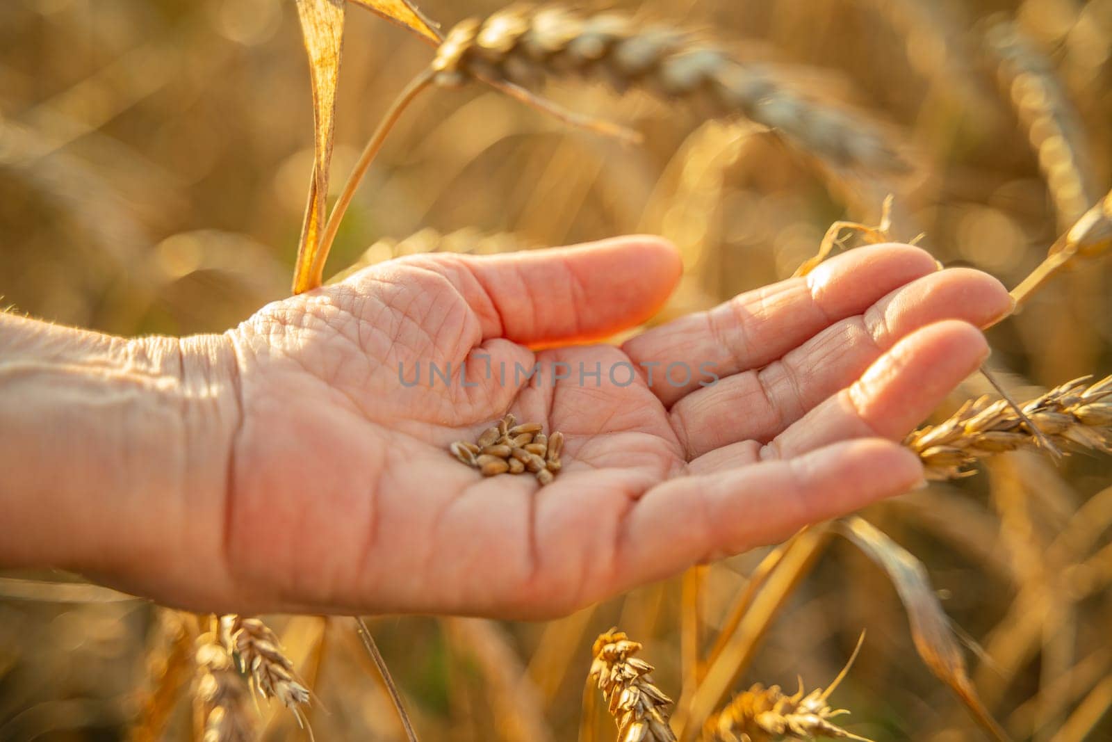 Close up of senior farmers hands holding and examining grains of wheat of wheat against a background of ears in the sunset light. by Matiunina