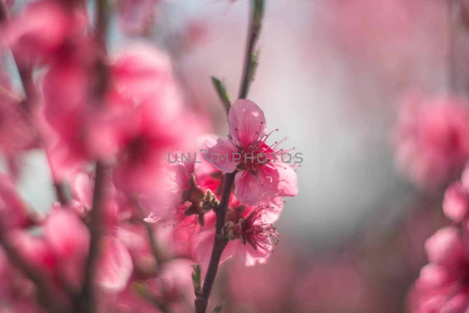 tree with pink peach flowers is in full bloom. The flowers are large and bright, and they are scattered throughout the tree. The tree is surrounded by a clear blue sky. by Matiunina