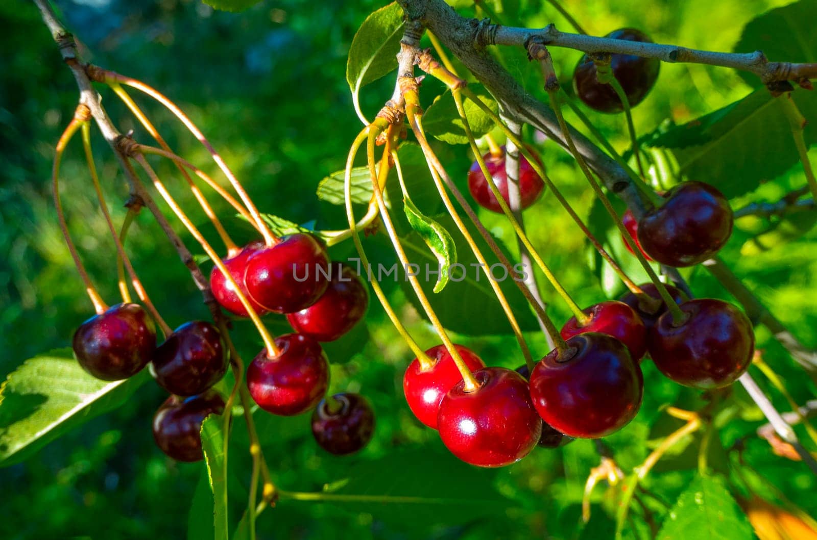 Closeup of Nature view of green leaves and cherry on blurred greenery background in forest. Leave space for letters, Focus on leaf and shallow depth of field. High quality photo