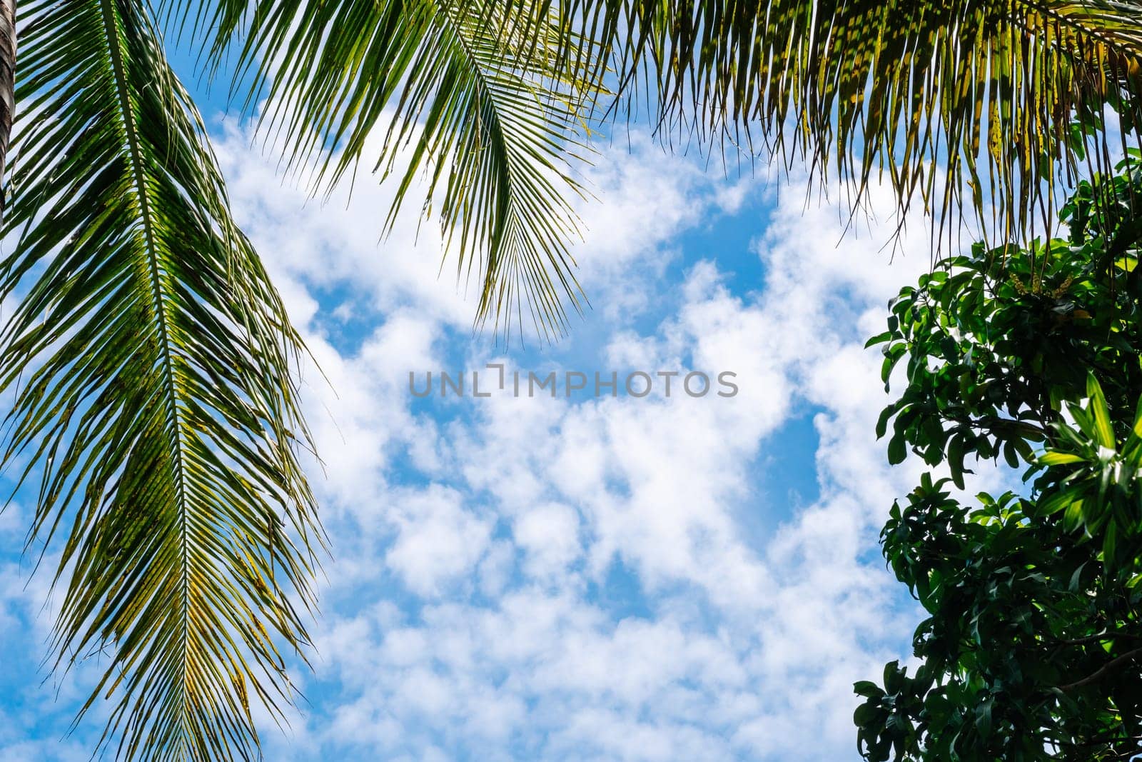 Coconut green tropical palm branches blue sky white clouds abstract background bright shiny sun day beautiful nature summer. Joy happiness harmony tranquility calm life.