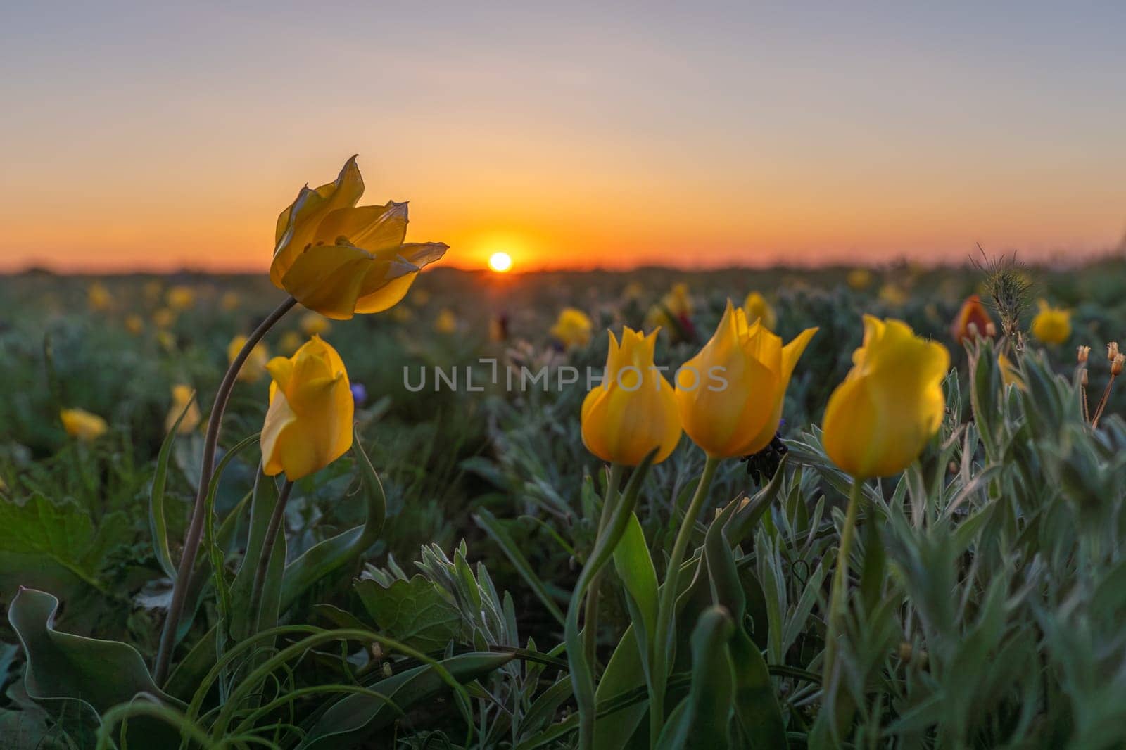 Field of yellow wild tulips with a sun in the background. The sun is setting, creating a warm and peaceful atmosphere by Matiunina