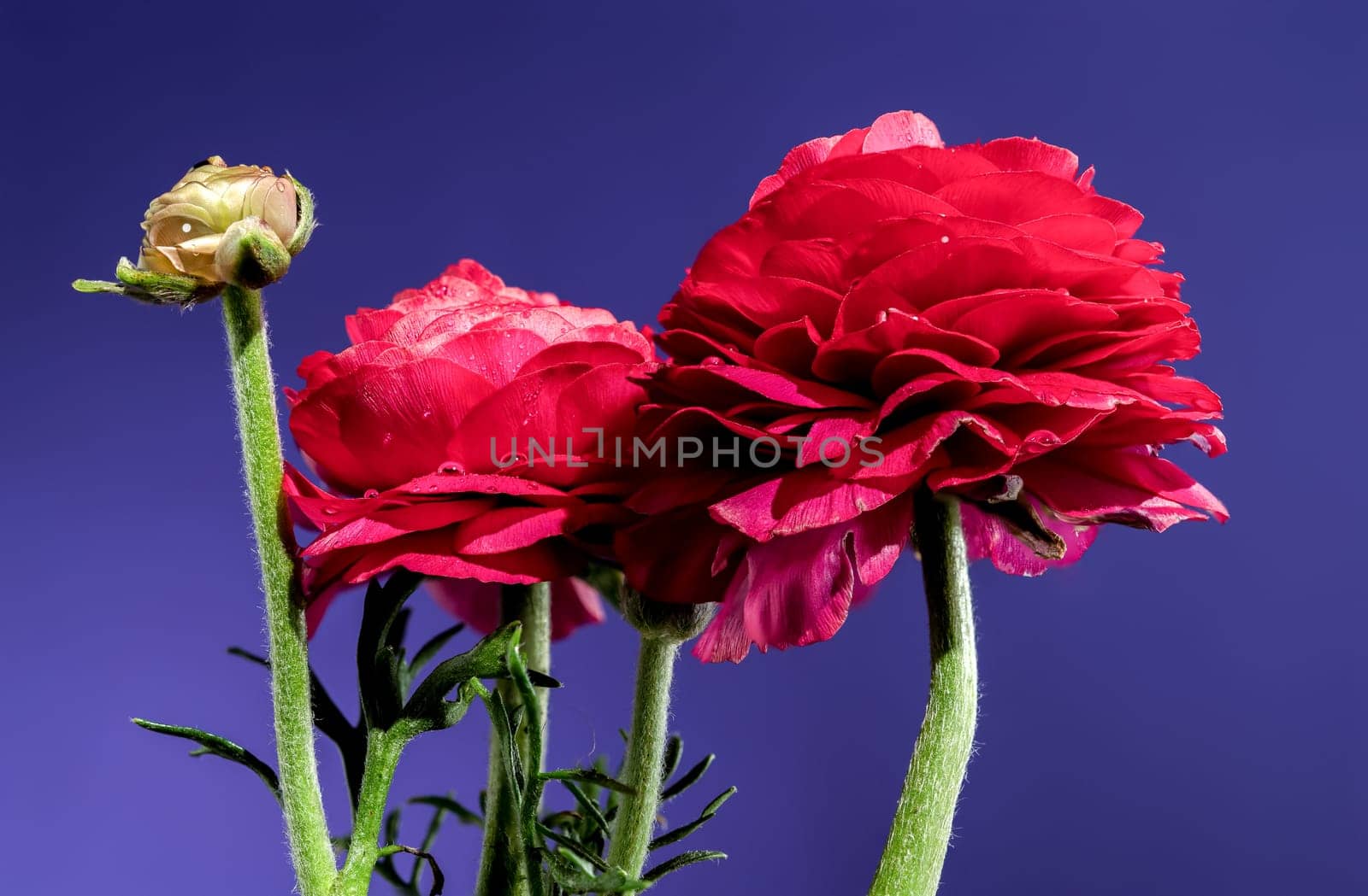 Beautiful blooming red ranunculus flower on a blue background. Flower head close-up.