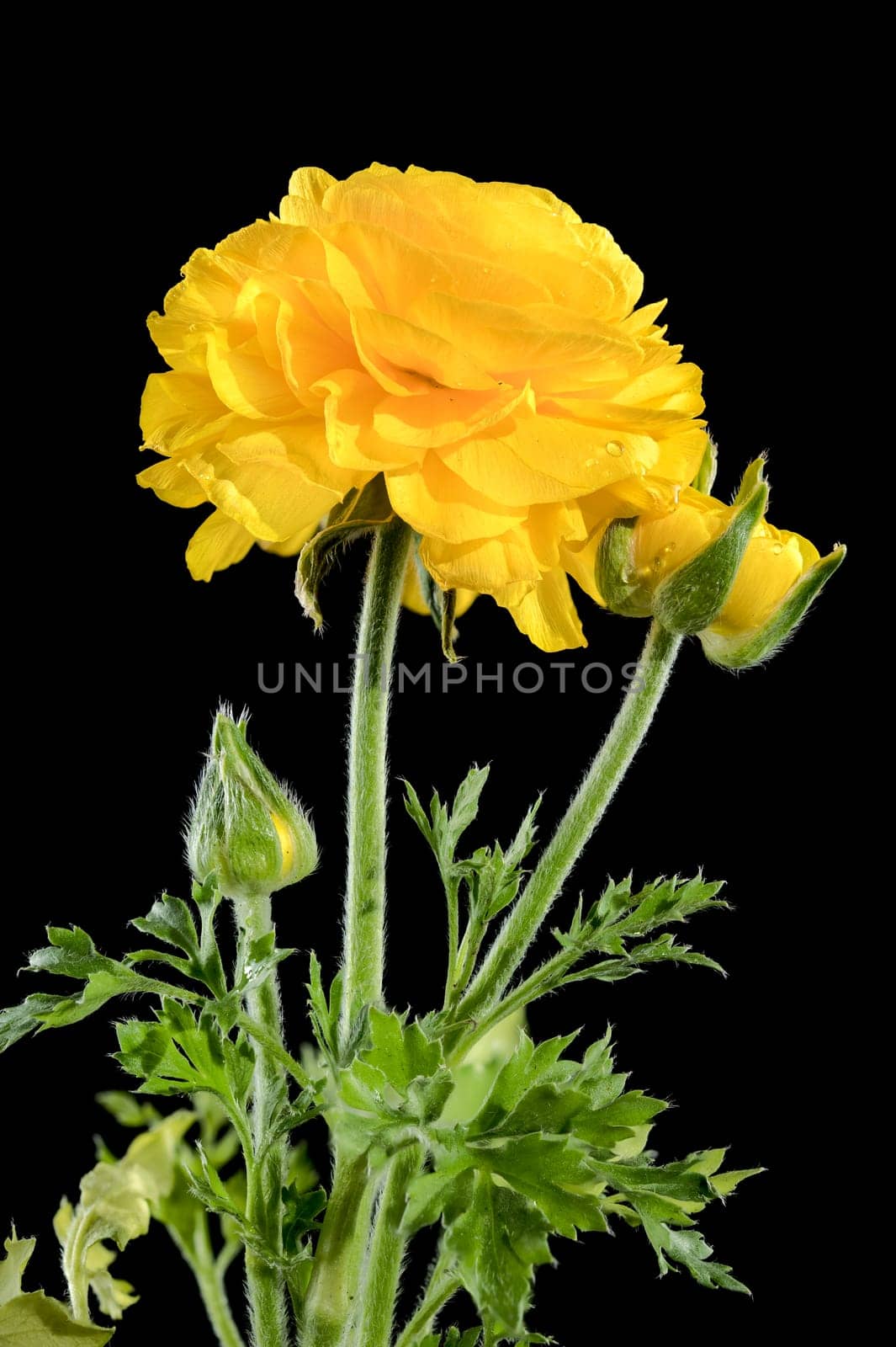 Beautiful blooming yellow ranunculus flower isolated on a black background. Flower head close-up.