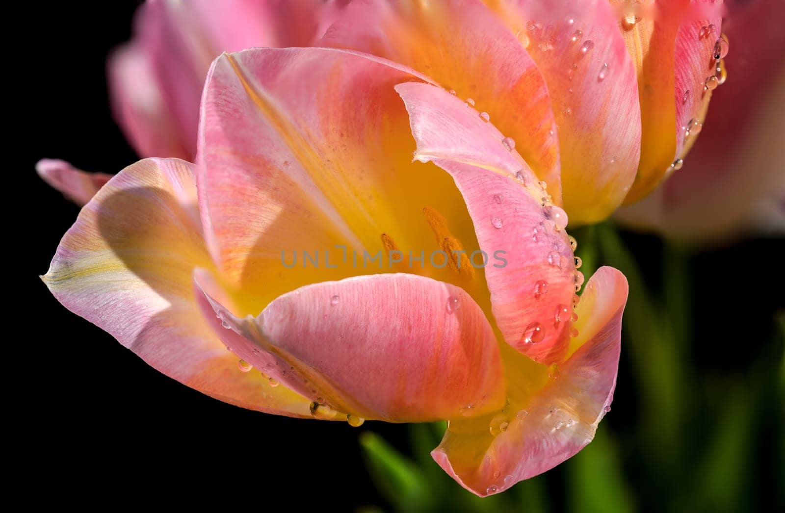Beautiful blooming pink tulips flowers isolated on a black background. Flower head close-up.
