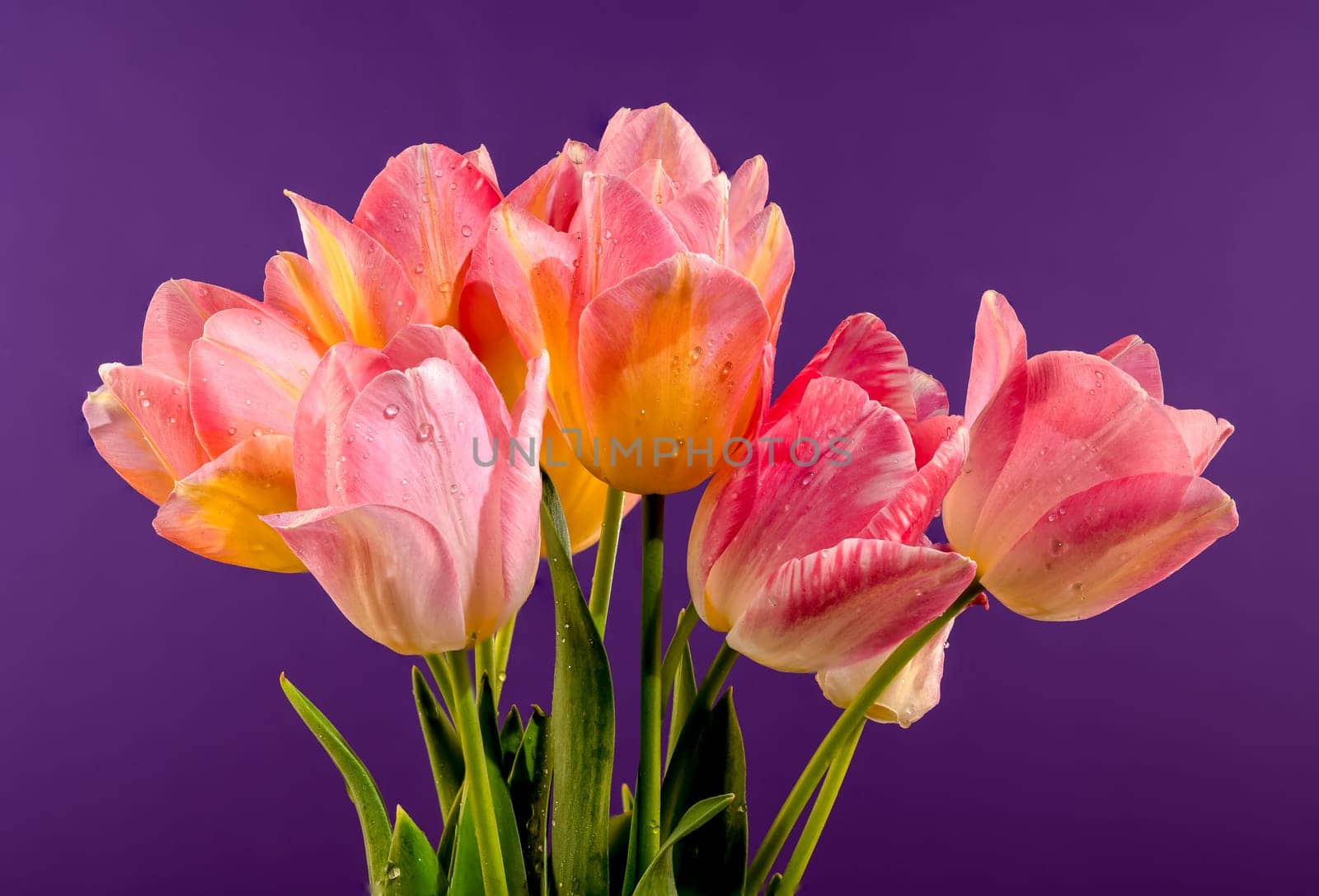 Beautiful blooming pink tulips flowers on a purple background. Flower head close-up.