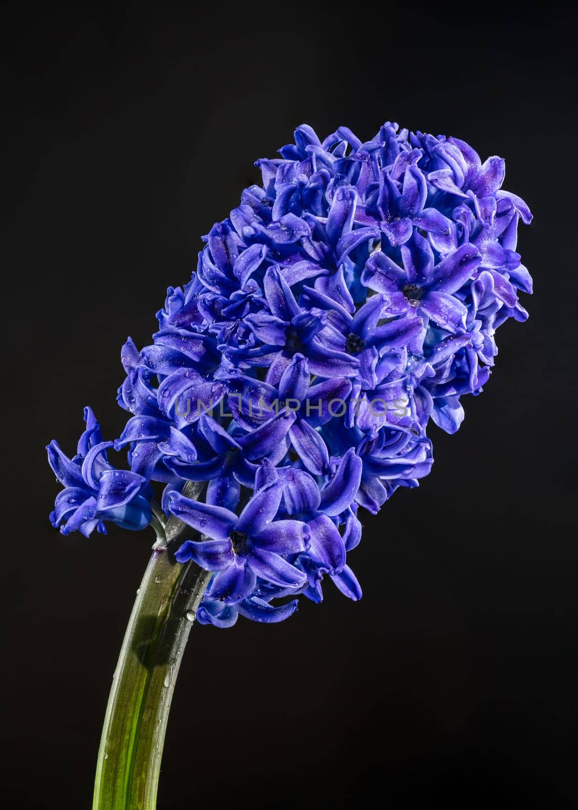 Beautiful blooming Purple Hyacinth flower on a black background. Flower head close-up.