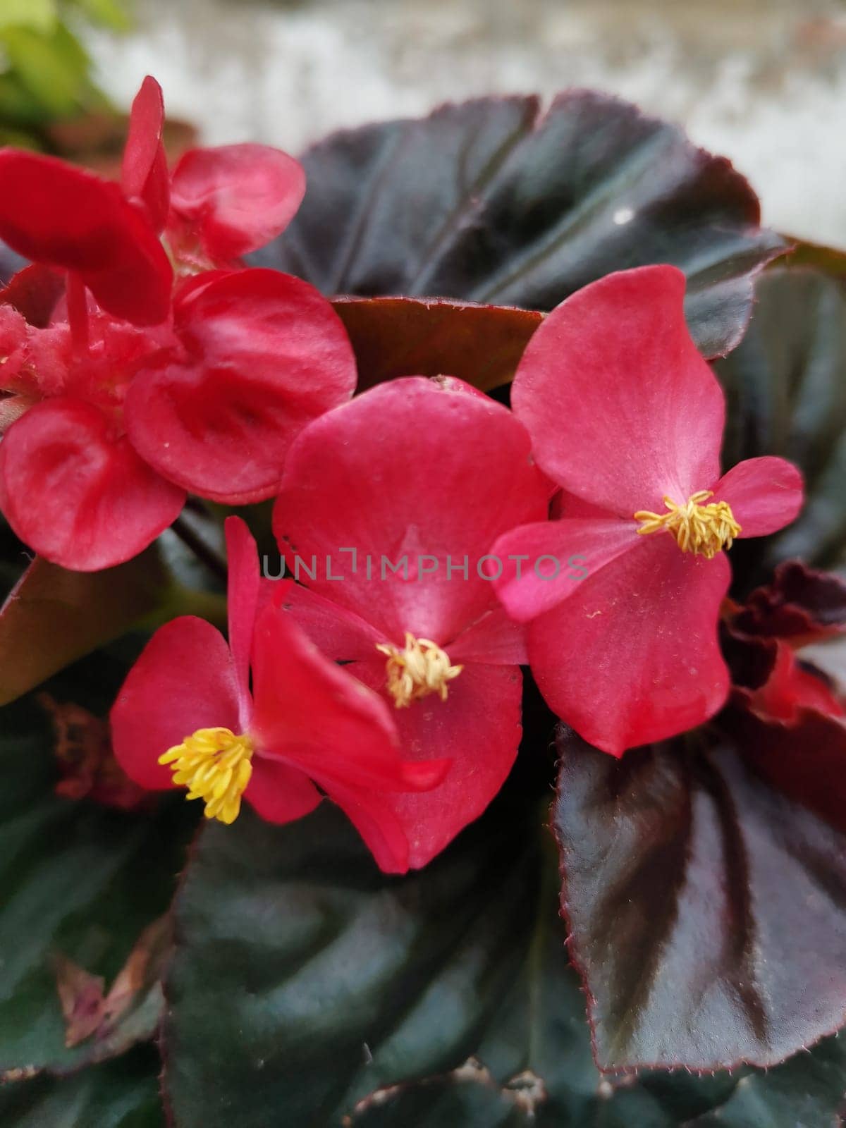 Houseplant begonia blooming with coral flowers, by Fran71