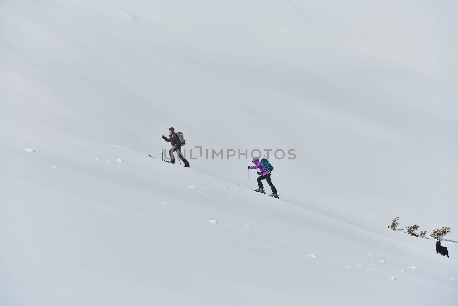 Alpine Ascent: Two Professional Skiers Conquer Snowy Peaks as a Determined Team. by dotshock
