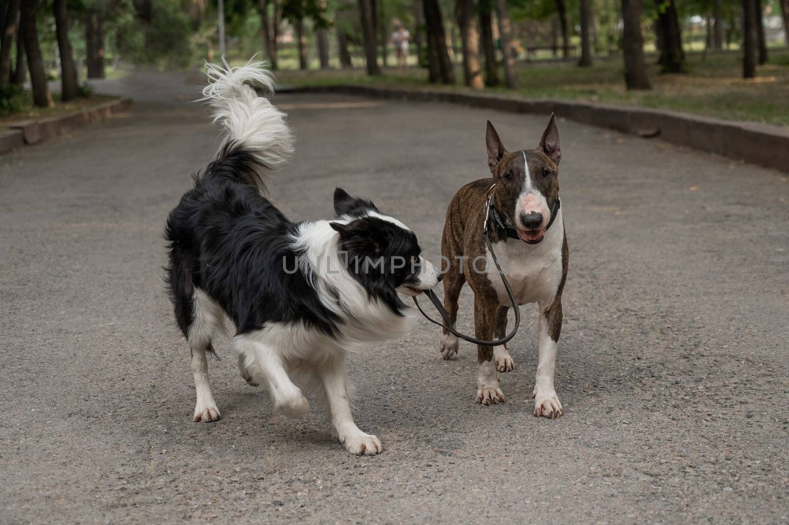 A border collie leads a bull terrier by the leash. One dog walking another