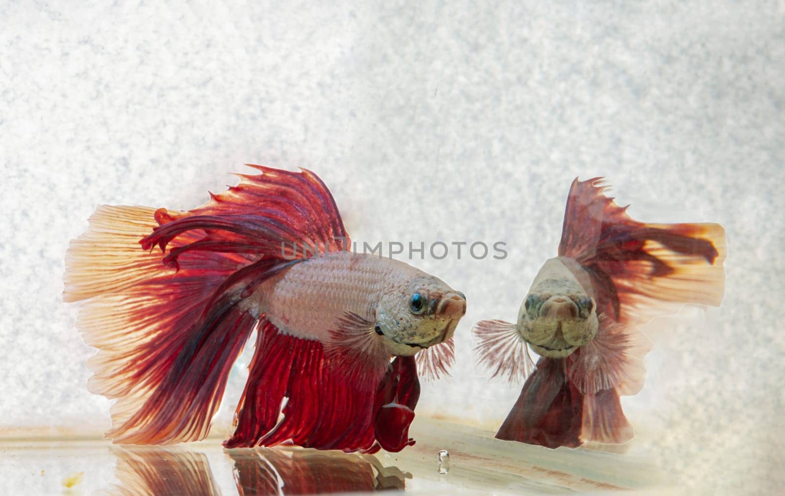 The reflection in the water of a Red betta fish or Siamese fighting fish. Beautiful movement of Betta splendens (Pla Kad). Selective focus.