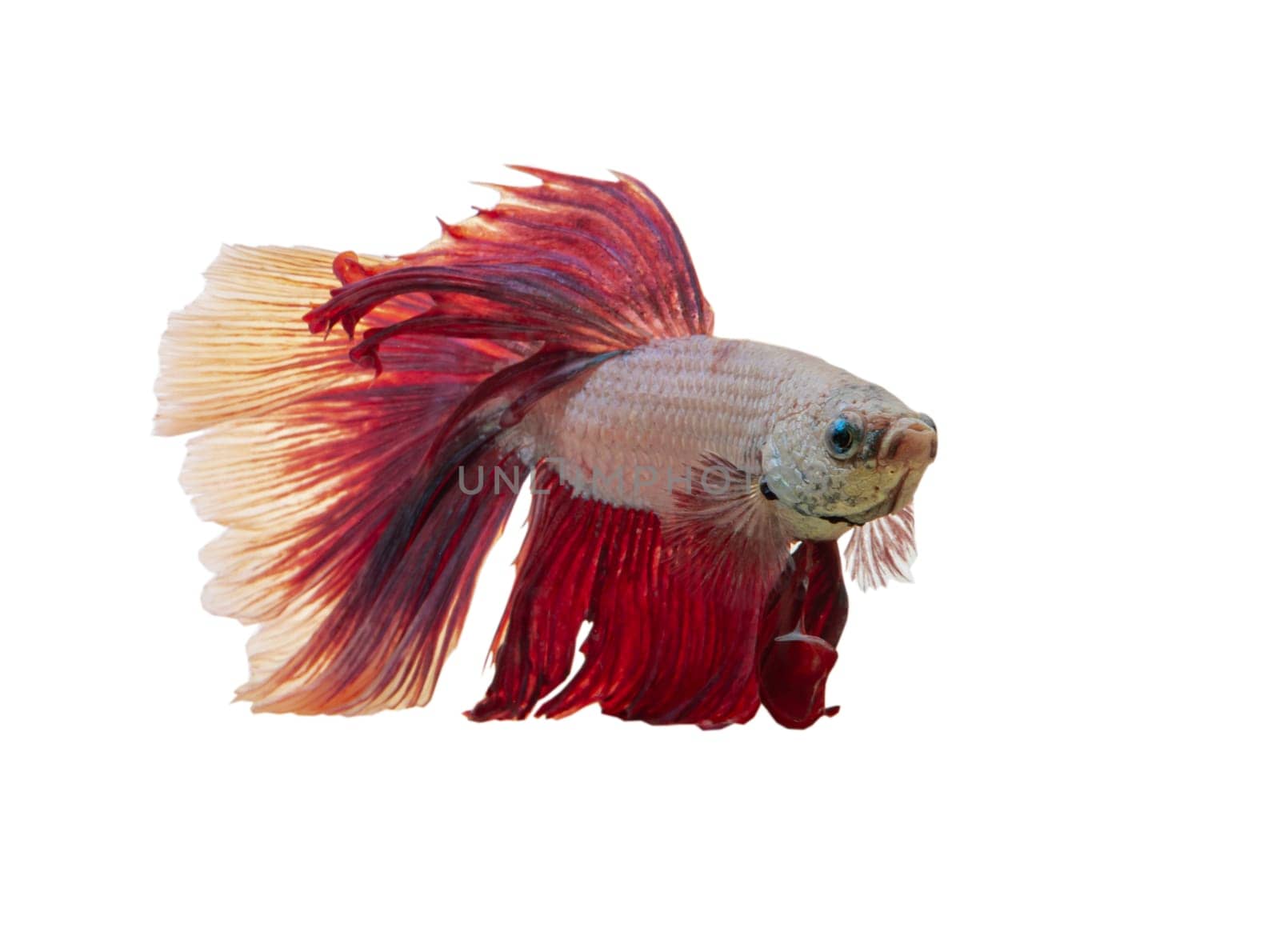 Detail of Red betta fish or Siamese fighting fish isolated on white background with clipping path. Beautiful movement of Betta splendens (Pla Kad). Selective focus.