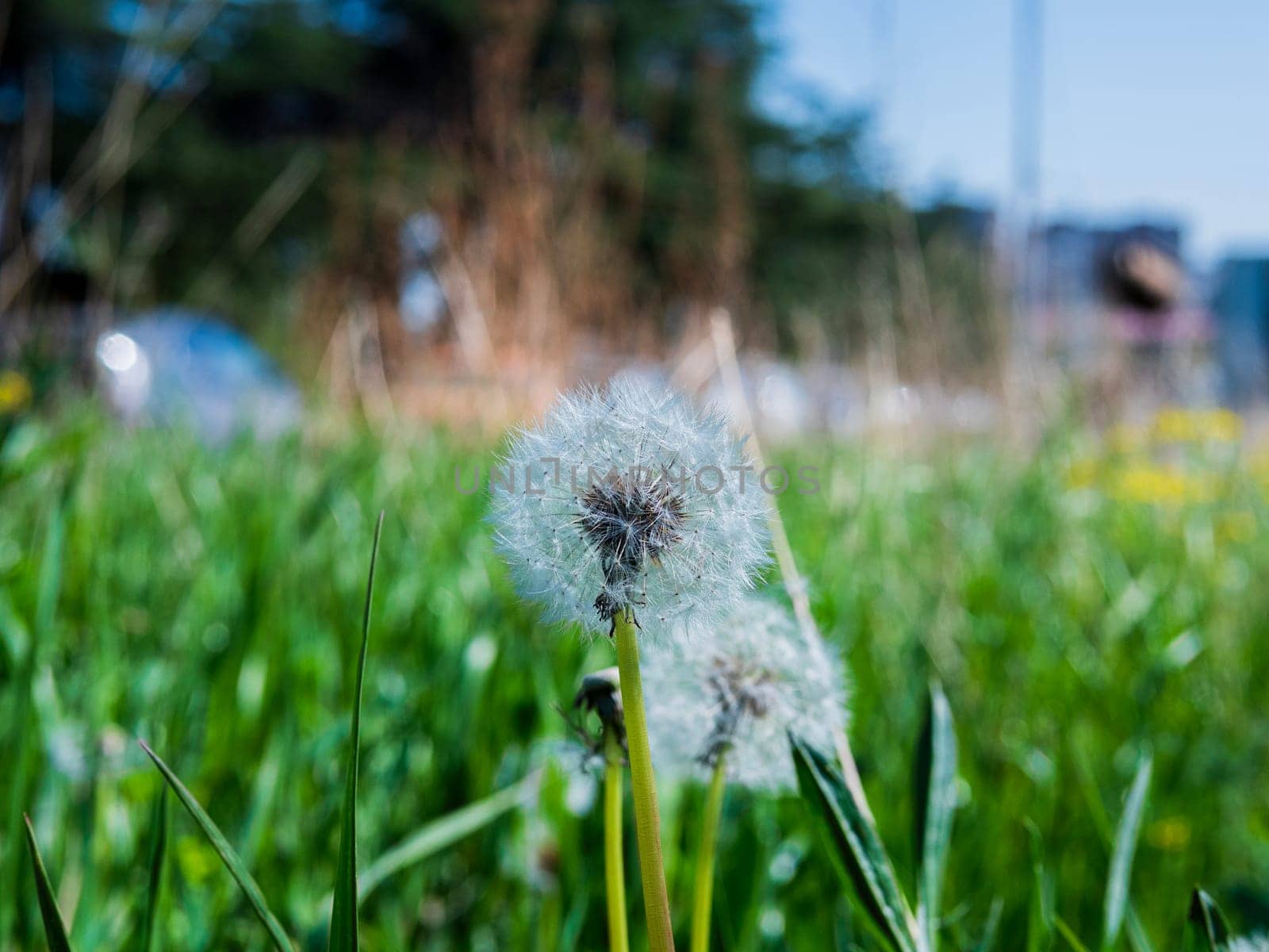 A dandelion, a flower in the grass family, is growing in a grassland meadow under the blue sky, creating a beautiful natural landscape