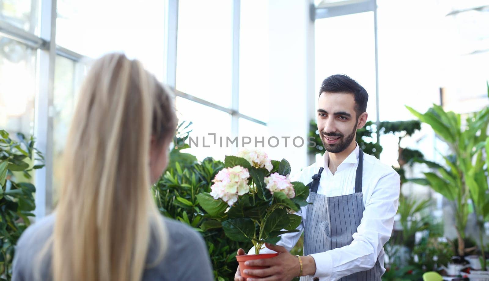 Beard Gardener Holding Hydrangea in Flowerpot by kuprevich