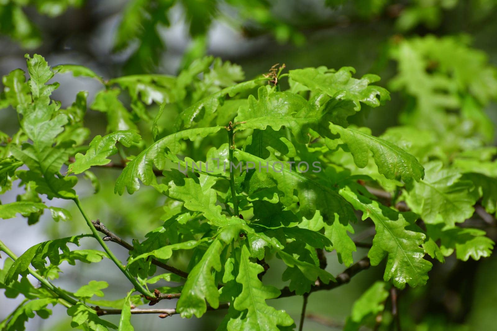 oak twig with young spring leaves